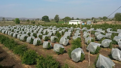 Non Woven Plant cover